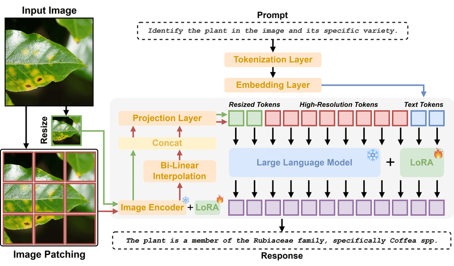 Обзор архитектуры AgriChat. Входные изображения разбиваются на локальные патчи и глобальный thumbnail, кодируются SigLIP с LoRA-адаптерами и выравниваются через проекционный слой. Визуальные токены конкатенируются с текстовыми инструкциями и обрабатываются LLM-бэкбоном с LoRA-адаптерами.