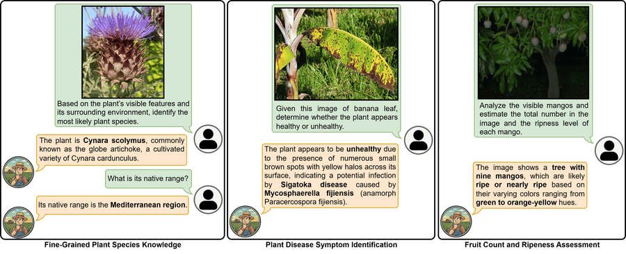 Примеры диалоговых диагностических возможностей AgriChat по трём ключевым задачам. Слева: детальная идентификация вида растения с последующими вопросами. Центр: распознавание симптомов болезни — корректная диагностика сигатоки по видимым поражениям листьев. Справа: подсчёт плодов и оценка зрелости по одному полевому изображению.